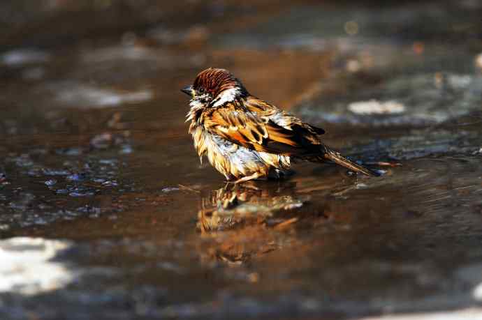 酣畅淋漓腊月澡（麻雀）