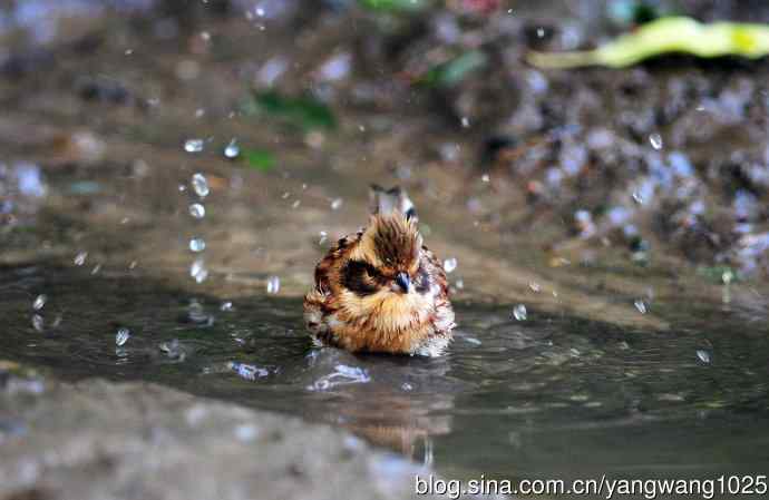洗浴中的黄喉鹀