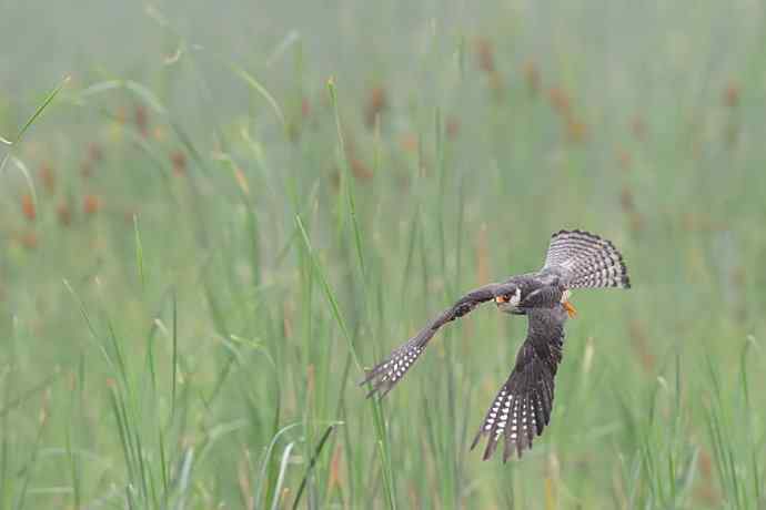 野鸭湖俏皮小隼与新宠白腹鹞