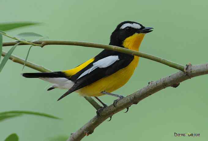 植物园:紫背.白眉和绿啄 植物园:紫背.白眉和绿啄