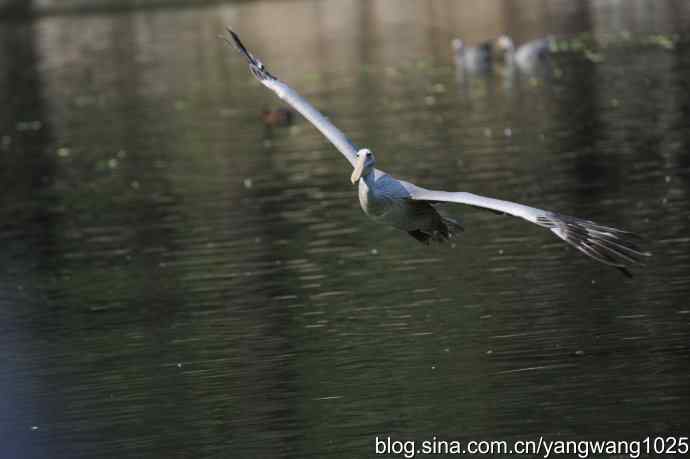 再拍大鹈鹕 wbr6