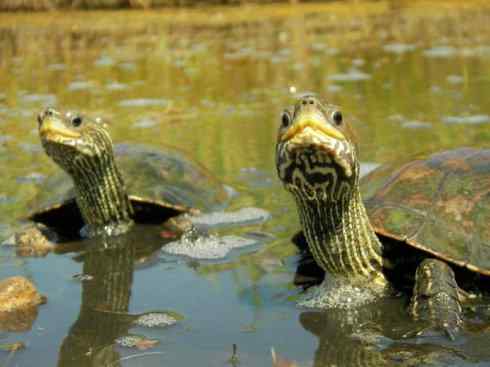 玄武:传说的兽原型探秘(潮龟) 玄武:传说的兽原型探秘(潮龟)