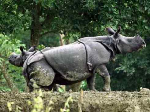 独角兽：传说的兽原型探秘（独角犀）