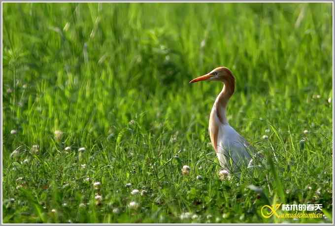 最后一抹夕阳下的“牛背鹭”【照片】