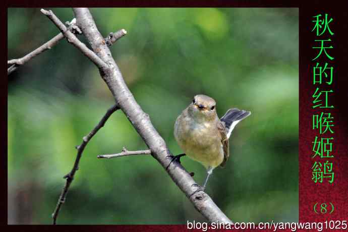 北京天坛公园的鸟类——秋天的红喉姬鹟（8）