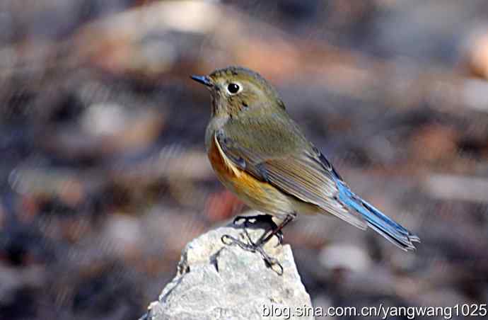 红肋蓝尾鸲 wbr2