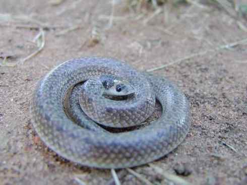 龙:传说的兽原型探秘(眼睛蛇类) 龙:传说的兽原型探秘(眼睛蛇类)