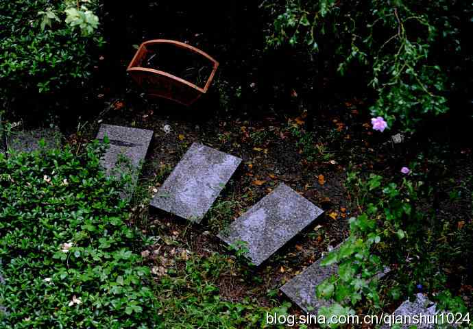 两只黑尾鸥(水禽湖)