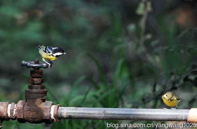 黄腹山雀（13）