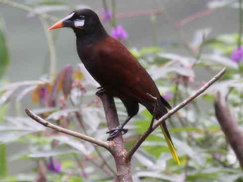 奇特的盔:拟椋鸟 奇特的盔:拟椋鸟