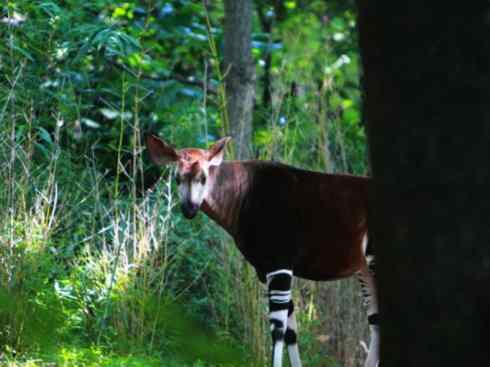 独角兽：传说的兽原型探秘（霍加狓）