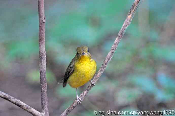 雌性绿背姬鶲(19) 雌性绿背姬鶲(19)