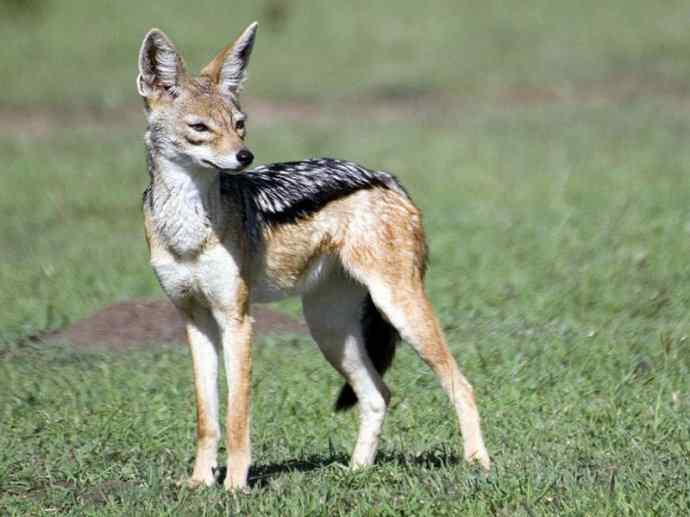 犬科：犬亚科犬属之金豺、黑背豺（胡狼类）