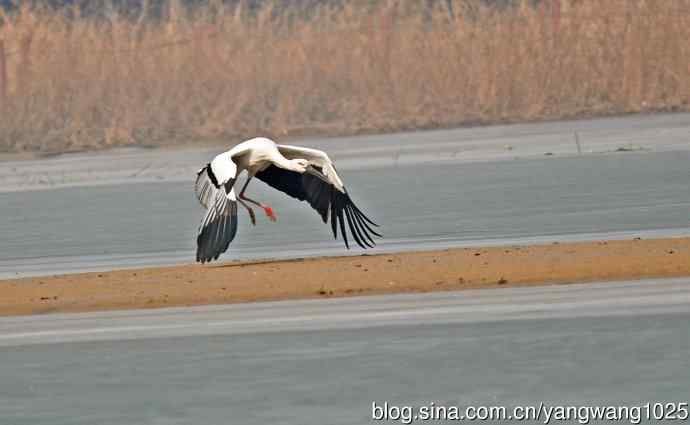 北京南海子公园的鸟类——东方白鹳(2)