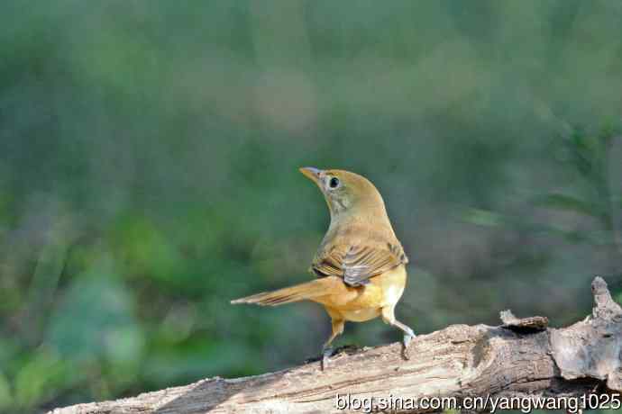 厚嘴苇莺(6) 厚嘴苇莺(6)