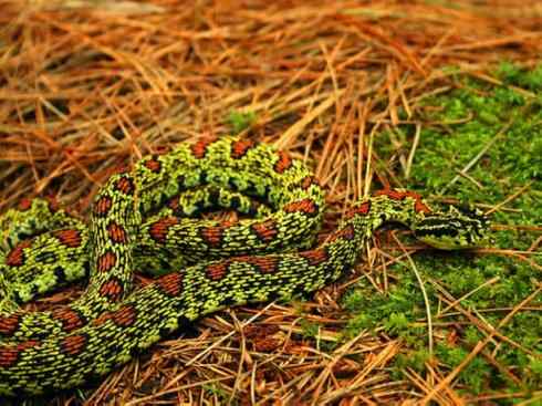 龙:传说的兽原型探秘(蝮蛇类) 龙:传说的兽原型探秘(蝮蛇类)