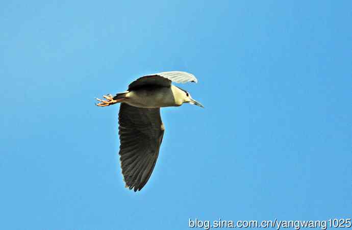 夜鹭（库存片）