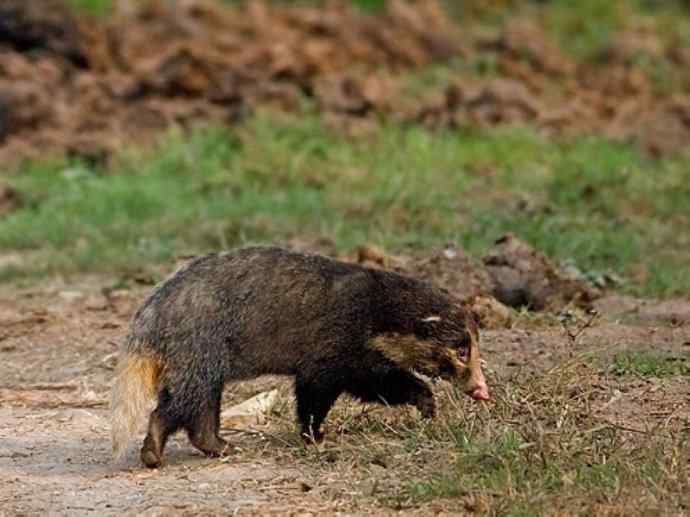 犬科：狐亚科之大耳狐