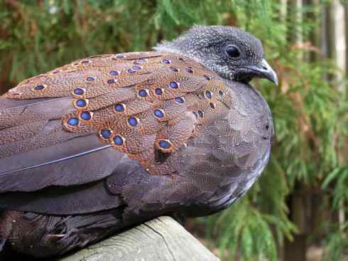 凤凰：传说中的鸟原型探秘（孔雀雉）