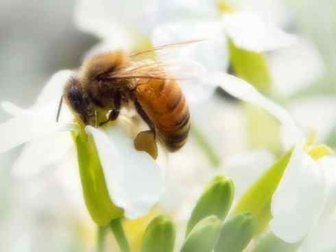 十大喜食蜂蜜动物：黑熊