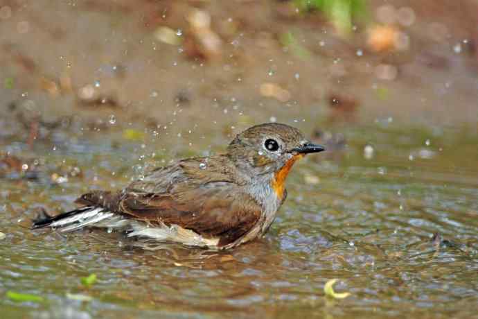 雄性红喉姬鹟（8）