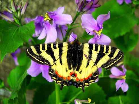 自然奇观：动物大迁徙(帝王蝶）