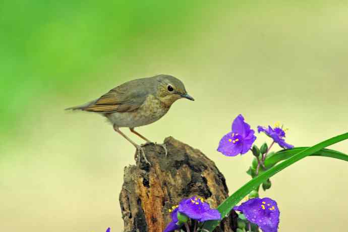雌性蓝歌鸲与紫露草（3）