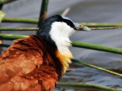 奇特的盔：非洲雉鸻