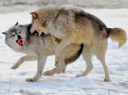 犬科：犬亚科犬属之灰狼