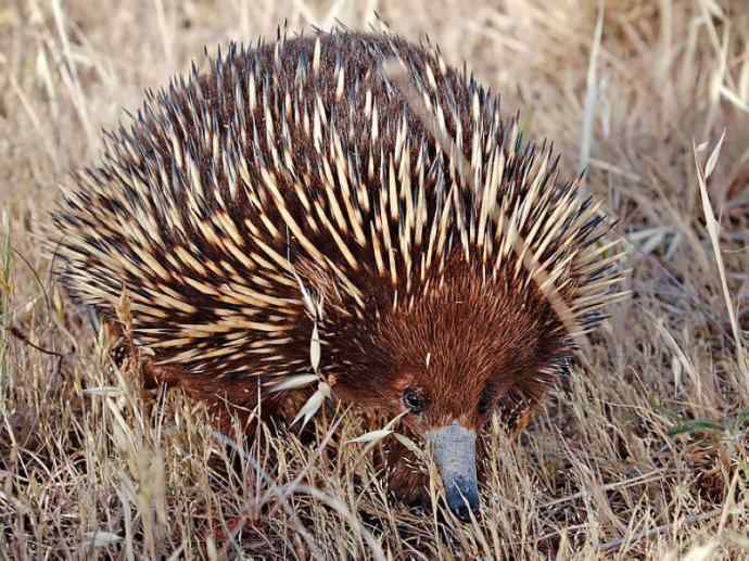 盘点十二大著名食蚁动物：短吻针鼹