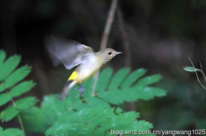 雌性白眉姬鹟（7）