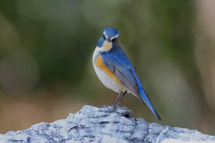 北植的红胁蓝尾鸲