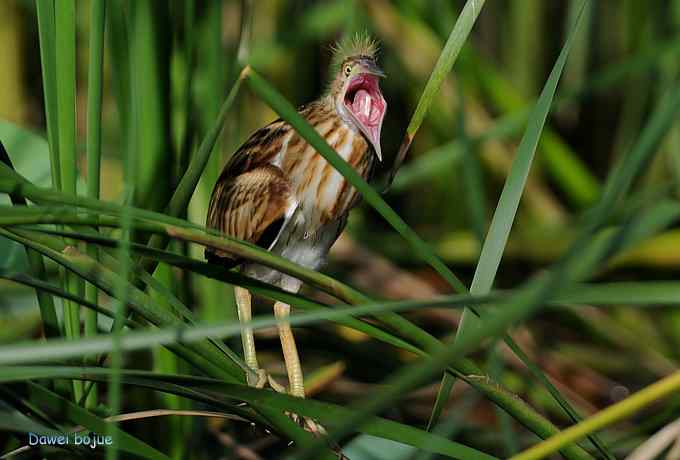 苇丛间的黄小鳽