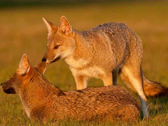 犬科：狐亚科伪狐属之高地狐、河狐、秘鲁狐