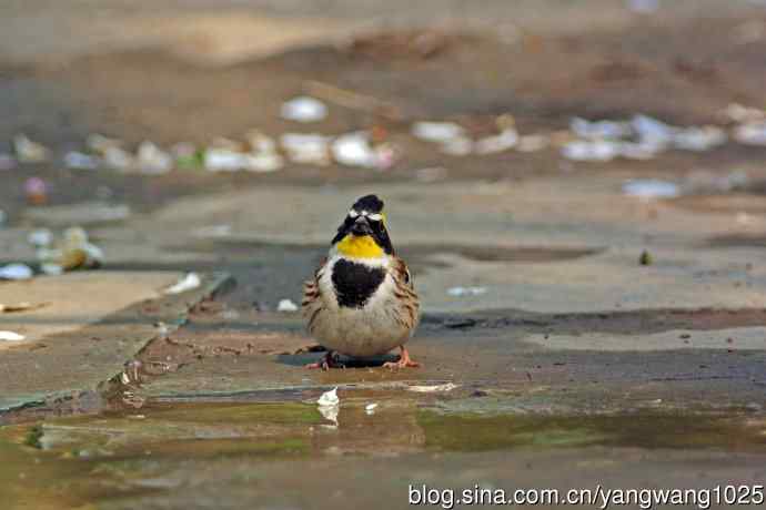雄性黄喉鹀(6) 雄性黄喉鹀(6)