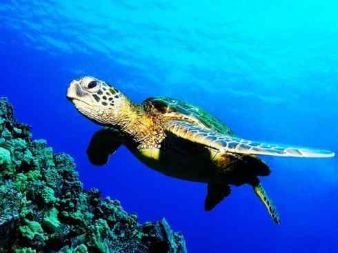 自然奇观：动物大迁徙(海龟类)