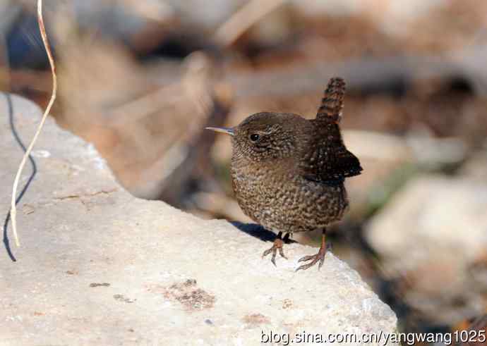 鹪鹩(抓拍)2 鹪鹩(抓拍)2