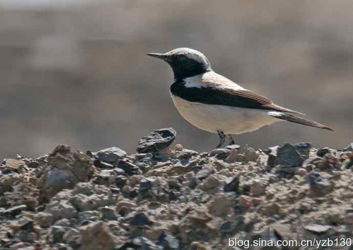 荒漠精灵鈥斺斈S（组图，7张图片）