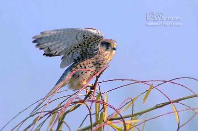 四川西昌鸟类摄影——红隼