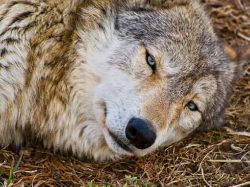 犬科:犬亚科犬属之郊狼、红狼 犬科:犬亚科犬属之郊狼、红狼