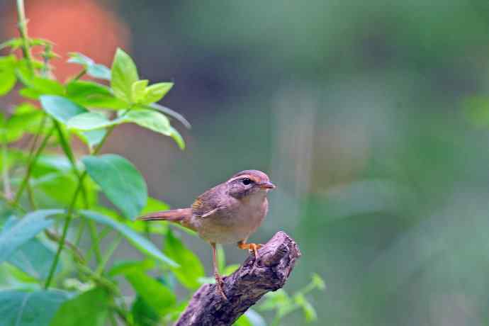 巨嘴柳莺(9) 巨嘴柳莺(9)
