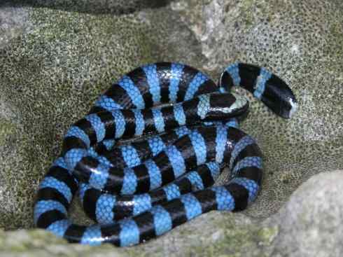 龙:传说的兽原型探秘(海蛇类) 龙:传说的兽原型探秘(海蛇类)