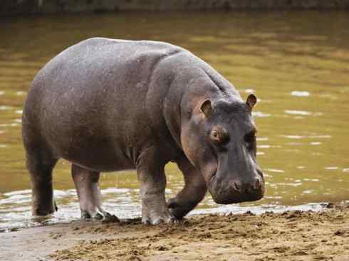 麒麟：传说的兽原型探秘（叉角羚）