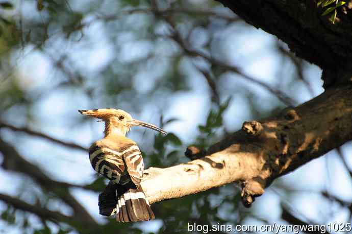 尽职尽责 wbr无私奉献（戴胜育雏纪实）