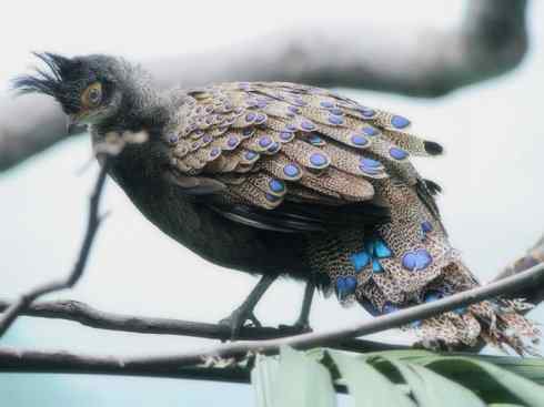 凤凰：传说中的鸟原型探秘（孔雀雉）