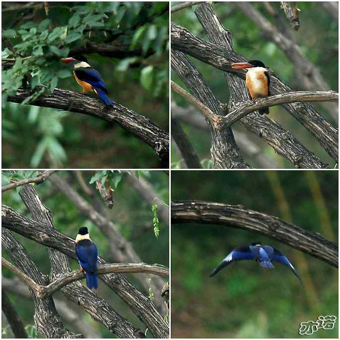 圆明园拍鸟——发现蓝翡翠