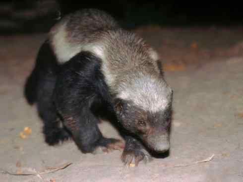 十大喜食蜂蜜动物：蜜獾