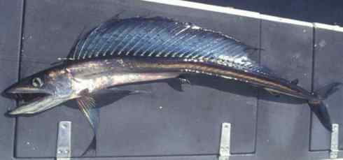 鱼类活化石：帆蜥鱼