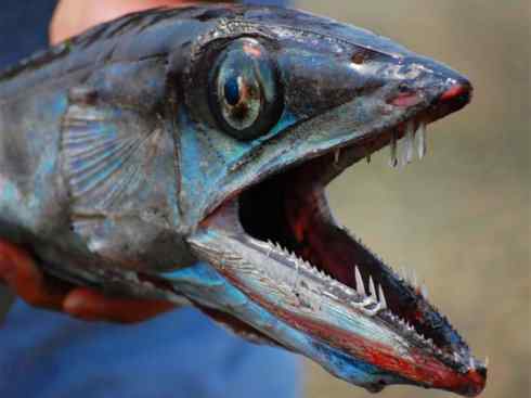 鱼类活化石：帆蜥鱼