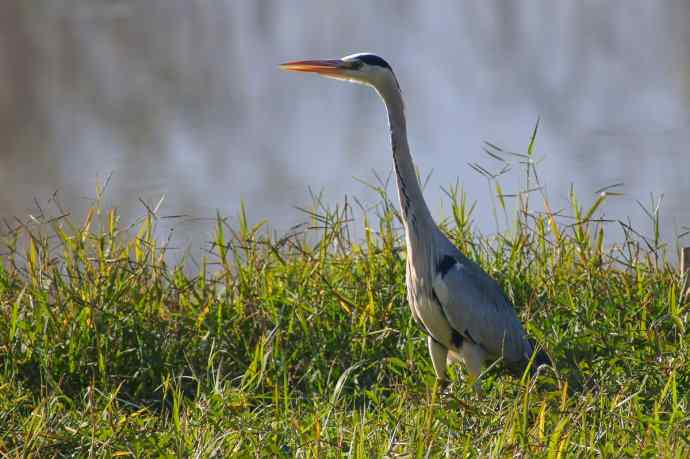 四川西昌鸟类摄影——苍鹭捕食